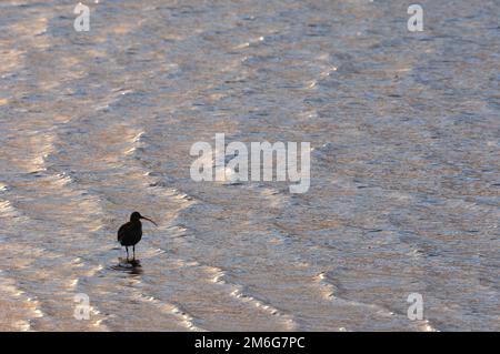 Curlew (Numenius arquata) Silhouette des einsamen Vogels bei Flut, Budle Bay, Lindisfarne National Nature Reserve, Northumberland, England, Februar 2006 Stockfoto