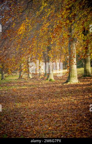 Bäume mit goldenen Blättern im Herbst im Gibside Park. Tyne und Wear. Stockfoto