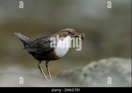 Dipper (Cinclus cinclus) männlicher Vogel mit wirbellosem Futter auf seiner Rechnung, um nahe gelegene junge in Nest, Dumfries-shire, Schottland, zu füttern, Juni 2011 Stockfoto