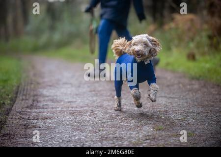 Blonder Cockapoo in einem blauen Fleece-Hundeanzug, der auf dem Landweg zur Kamera läuft, mit seinem verschwommenen Besitzer in der Ferne. UK Stockfoto