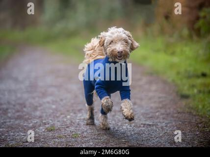 Blonder Cockapoo in einem blauen Fleece-Hundeanzug, der auf dem Landweg in Richtung Kamera läuft. UK Stockfoto