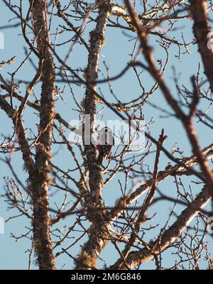 Low Angle View der Vogel auf Baum Stockfoto