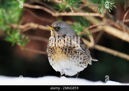 Feldarbeit (Turdus pilaris) auf schneebedeckten Rasen in Gartenlandschaft, Berwickshire, Schottland, Februar 2009 Stockfoto