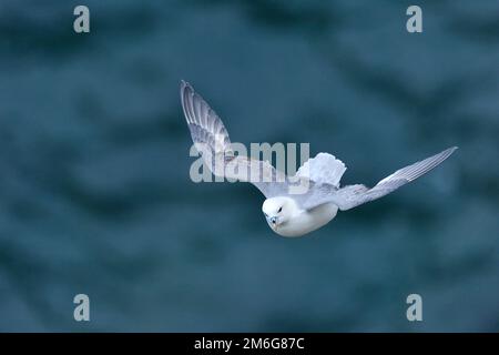 Fulmar (Fulmarus glacialis) schwebt kurz auf einer Klippe in der Nähe des Nistvorsprungs in der Brutzeit, St. Abbs Head National Nature Reserve Stockfoto