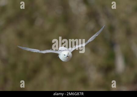 Fulmar (Fulmarus glacialis) schwebt kurz auf einer Klippe in der Nähe des Nistvorsprungs in der Brutzeit, St. Abbs Head National Nature Reserve Stockfoto