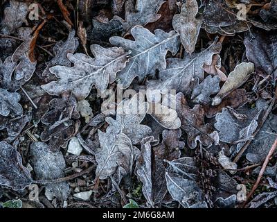 Frostbedeckte tote Eichenblätter, die im Winter in einem britischen Garten auf dem Boden liegen. Stockfoto