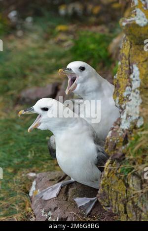 Fulmar (Fulmarus glacialis) lässt sich vor dem Nisten eines Felsvorsprungs im St. Abbs Head National Nature Reserve, National Trust for Scotland Reserve, umwerben Stockfoto