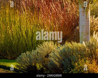 White trunk of a silver birch tree with yellow and red cornus stems in the background, in a UK garden in winter. Stockfoto