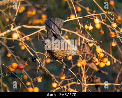 Weiblicher Blackbird, der im Winter in einem britischen Garten auf dem Zweig eines mit Obst beladenen Apfelbaums hockte. Stockfoto