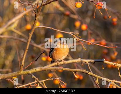 Männliche Keule, hoch oben auf einem Ast eines Krabbenapfelbaums, beladen mit Früchten in einem britischen Garten, im Winter. Stockfoto