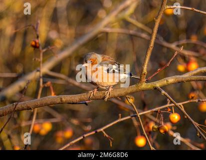 Männliche Keule, hoch oben auf einem Ast eines Krabbenapfelbaums, beladen mit Früchten in einem britischen Garten, im Winter. Stockfoto