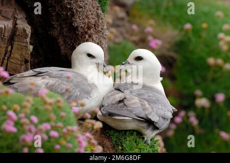 Fulmar (Fulmarus glacialis), Hosting Pair on nesting Cliff Lakes, Caithness, Schottland, Juni 2007 Stockfoto