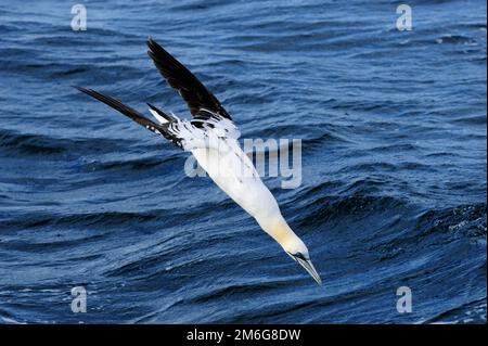 Gannets Morus bassanus, Tauchen nach Fischen im Firth of Forth, Schottland, Juli 2010 Stockfoto