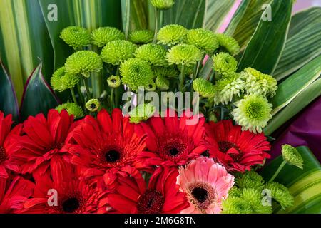 Nahaufnahme der roten und rosafarbenen Gerbera-Gänseblümchen im Hintergrund. Botanik, Gartenarbeit, Blumen-, Pflanzen- und Blumenkonzept. Stockfoto