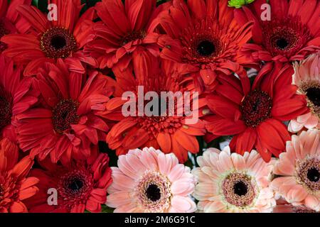 Nahaufnahme der roten und rosafarbenen Gerbera-Gänseblümchen im Hintergrund. Botanik, Gartenarbeit, Blumen-, Pflanzen- und Blumenkonzept. Stockfoto