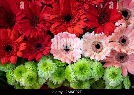 Nahaufnahme der roten und rosafarbenen Gerbera-Gänseblümchen im Hintergrund. Botanik, Gartenarbeit, Blumen-, Pflanzen- und Blumenkonzept. Stockfoto