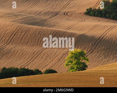 Rollende Felder nach der Ernte mit Baumschubladen in Südmähren Stockfoto