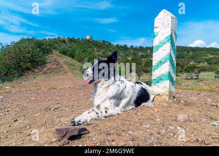 Ein Border Collie Hund liegt neben einem Pfosten mit grünen Streifen. Stockfoto