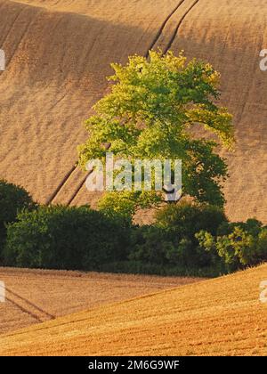 Rollende Felder nach der Ernte mit Baumschubladen in Südmähren Stockfoto