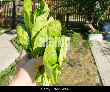 Die Hand einer Frau hält einen frisch geschnittenen Haufen jungen grünen Spinats, im Freien, helles Sonnenlicht und Schatten, Nahaufnahme Stockfoto