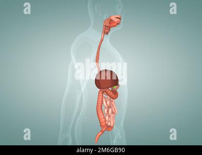Das Menschliche Verdauungssystem Besteht Aus Dem Magen-Darm-Trakt Plus ...