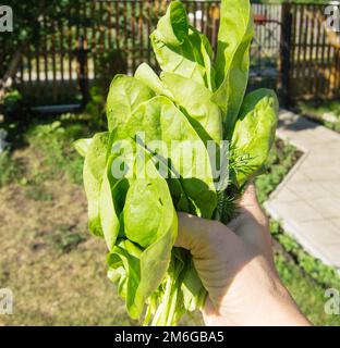 Die Hand einer Frau hält einen frisch geschnittenen Haufen jungen grünen Spinats, im Freien, helles Sonnenlicht und Schatten, Nahaufnahme Stockfoto