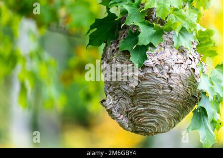 Weißkopfhornchen ( Dolichovespula maculata ) Stockfoto