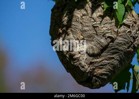 Weißkopfhornchen ( Dolichovespula maculata ) Stockfoto