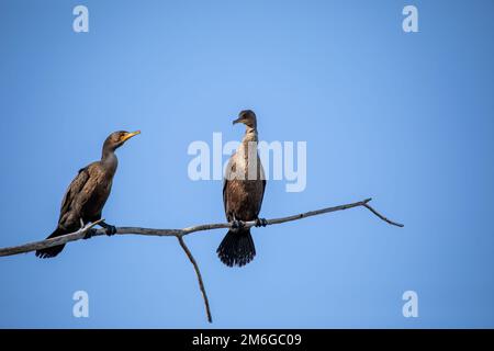 Das Kormoran mit Doppelcremchen (Nannopterum auritum) Stockfoto