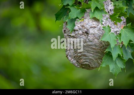 Weißkopfhornchen ( Dolichovespula maculata ) Stockfoto