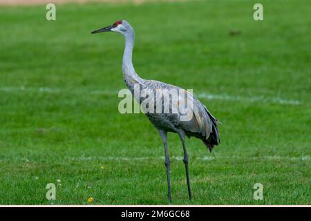 Sandhill Kran auf der Suche nach Futter auf einer Wiese Stockfoto