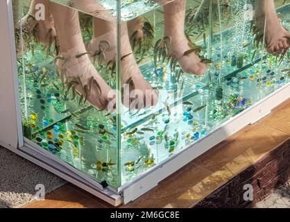 Nahaufnahme eines Aquariums mit Peeling der Fußhaut tropischer Fische im Wasser Stockfoto