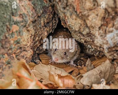 Rote Wolle „Clethrionomys glareolus“ Stockfoto