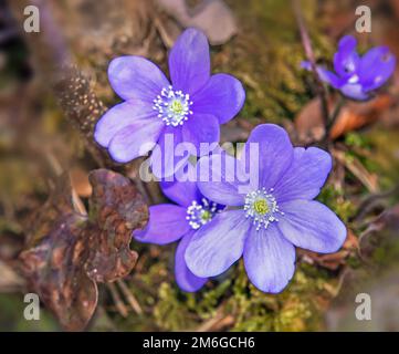 Leberkraut „Hepatica nobilis“ Stockfoto