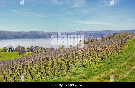 Weinberg in der Nähe von Ãœberlingen am Bodensee Stockfoto