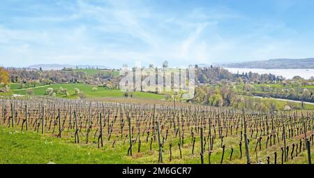 Weinberg in der Nähe von Ãœberlingen am Bodensee Stockfoto