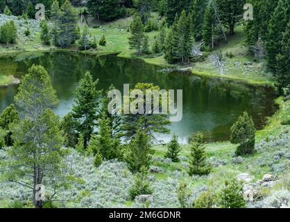 Wenn Sie auf ein Gewässer im Yellowstone-Nationalpark blicken, sehen Sie einen See, der von natürlichem Wachstum umgeben ist. Kiefern spiegeln sich im Wasser wider. Stockfoto