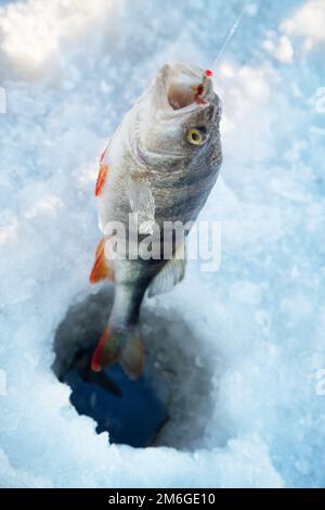 Aktive Erholung im Winter auf dem Fluss. Stockfoto