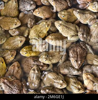 Chinesische Bullfrog auf dem Markt Stockfoto
