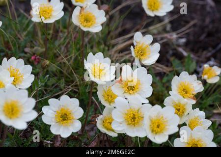 Silberwurz, Weiße Silberwurz, Weisse Silberwurz, Dryas octopetala, Mountain Avenens, Weiße Trockenblumen, weiße Trockenblumen, achtblütige Bergaven, La dryade à hu Stockfoto