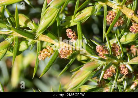 Wacholder, Blüten, blühend, Gemeiner Wacholder, Heide-Wacholder, Heidewacholder, Juniperus communis, Common Juniper, Juniper, Le Genévrier commun, Gen Stockfoto