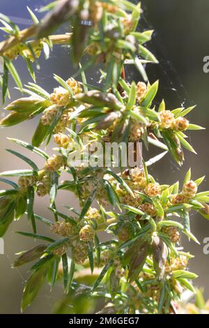 Wacholder, Blüten, blühend, Gemeiner Wacholder, Heide-Wacholder, Heidewacholder, Juniperus communis, Common Juniper, Juniper, Le Genévrier commun, Gen Stockfoto