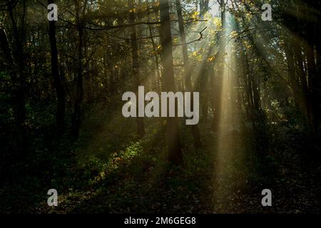 Ein frühnebiger Herbstmorgen bietet einen idealen Ort für Sonnenschein zwischen den Waldbäumen in Harrogate, Großbritannien. Stockfoto