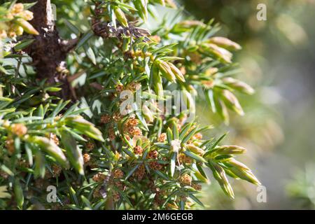 Wacholder, Blüten, blühend, Gemeiner Wacholder, Heide-Wacholder, Heidewacholder, Juniperus communis, Common Juniper, Juniper, Le Genévrier commun, Gen Stockfoto