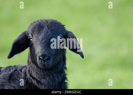 Schwarzes Schaf (Lamm) auf einer grünen Wiese. Stockfoto