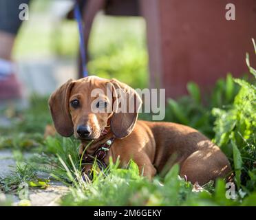 Wunderschöner brauner Dackel-Hund im Park. Der Hund ruht sich aus. Stockfoto