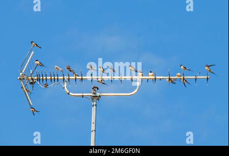Scheune schluckt „Hirundo rustica“ Zwischenruhe auf dem Rückflug Stockfoto