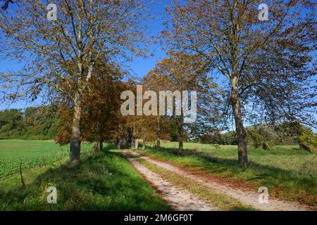 Chestnut Avenue im Herbst Stockfoto