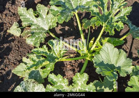 Draufsicht auf junge Bio-Zucchini-Sämlinge. Ökologischer Landbau. Mulchende Gemüsebetten Stockfoto