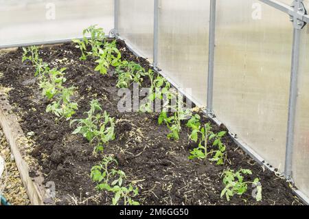 Anbau von jungen Tomatenpflanzen in einem Polycarbonat-Gewächshaus, das Konzept der organischen Gartenarbeit Stockfoto